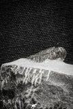 22036 - Top Rare Lichid Trilobite 0.68 Inch Acanthopyge (Lobopyge) bassei Lower Devonian