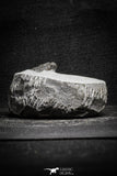 22036 - Top Rare Lichid Trilobite 0.68 Inch Acanthopyge (Lobopyge) bassei Lower Devonian