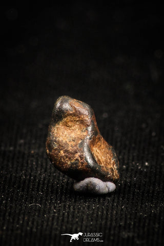 04996 - Agoudal Imilchil Iron IIAB Meteorite <1g Collector Grade