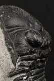 07987 - Nicely Prepared 1.77 Inch Paralejurus spatuliformis Devonian Trilobite