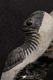 07987 - Nicely Prepared 1.77 Inch Paralejurus spatuliformis Devonian Trilobite