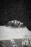 22036 - Top Rare Lichid Trilobite 0.68 Inch Acanthopyge (Lobopyge) bassei Lower Devonian