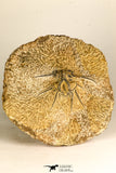 30739 - Partial Prepared 2.33 Inch Dicranurus monstrosus Lower Devonian Trilobite