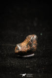 04996 - Agoudal Imilchil Iron IIAB Meteorite <1g Collector Grade