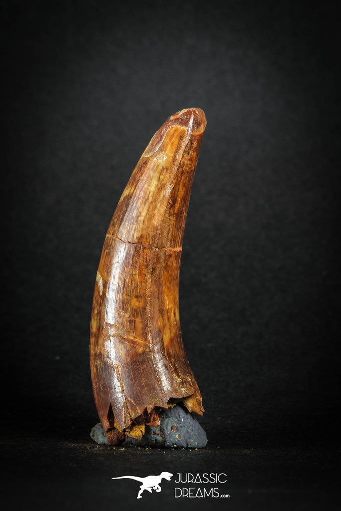 88147 - Top Huge 2.30 Inch Elosuchus Cherifiensis Crocodile Tooth Cretaceous KemKem