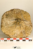 30739 - Partial Prepared 2.33 Inch Dicranurus monstrosus Lower Devonian Trilobite