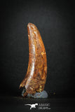 88147 - Top Huge 2.30 Inch Elosuchus Cherifiensis Crocodile Tooth Cretaceous KemKem