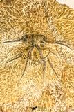30739 - Partial Prepared 2.33 Inch Dicranurus monstrosus Lower Devonian Trilobite