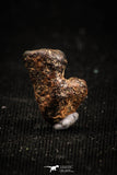 04997 - Agoudal Imilchil Iron IIAB Meteorite <1g Collector Grade