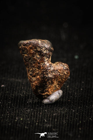 04997 - Agoudal Imilchil Iron IIAB Meteorite <1g Collector Grade