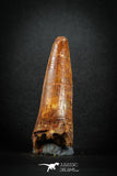 88147 - Top Huge 2.30 Inch Elosuchus Cherifiensis Crocodile Tooth Cretaceous KemKem