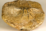 30739 - Partial Prepared 2.33 Inch Dicranurus monstrosus Lower Devonian Trilobite