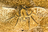 30739 - Partial Prepared 2.33 Inch Dicranurus monstrosus Lower Devonian Trilobite