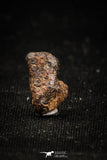04997 - Agoudal Imilchil Iron IIAB Meteorite <1g Collector Grade
