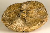 30739 - Partial Prepared 2.33 Inch Dicranurus monstrosus Lower Devonian Trilobite