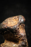 04997 - Agoudal Imilchil Iron IIAB Meteorite <1g Collector Grade