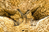 30739 - Partial Prepared 2.33 Inch Dicranurus monstrosus Lower Devonian Trilobite