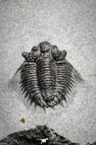 22036 - Top Rare Lichid Trilobite 0.68 Inch Acanthopyge (Lobopyge) bassei Lower Devonian