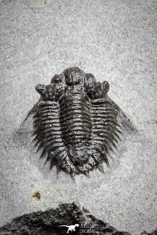 22036 - Top Rare Lichid Trilobite 0.68 Inch Acanthopyge (Lobopyge) bassei Lower Devonian