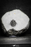 22036 - Top Rare Lichid Trilobite 0.68 Inch Acanthopyge (Lobopyge) bassei Lower Devonian