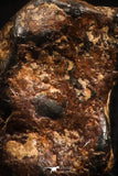 04998 - Agoudal Imilchil Iron IIAB Meteorite <1g Collector Grade