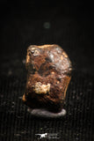 04998 - Agoudal Imilchil Iron IIAB Meteorite <1g Collector Grade