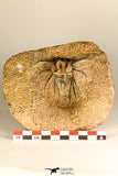 30740 - Partial Prepared 2.72 Inch Dicranurus monstrosus Lower Devonian Trilobite