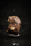 04998 - Agoudal Imilchil Iron IIAB Meteorite <1g Collector Grade