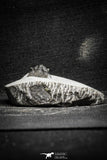 22037 - Top Rare Lichid Trilobite 0.63 Inch Acanthopyge (Lobopyge) bassei Lower Devonian