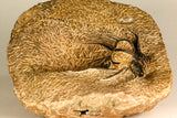 30740 - Partial Prepared 2.72 Inch Dicranurus monstrosus Lower Devonian Trilobite