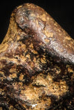 04999 - Agoudal Imilchil Iron IIAB Meteorite <1g Collector Grade