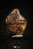 04999 - Agoudal Imilchil Iron IIAB Meteorite <1g Collector Grade