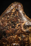 04999 - Agoudal Imilchil Iron IIAB Meteorite <1g Collector Grade