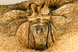 30740 - Partial Prepared 2.72 Inch Dicranurus monstrosus Lower Devonian Trilobite