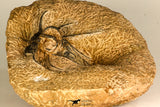 30740 - Partial Prepared 2.72 Inch Dicranurus monstrosus Lower Devonian Trilobite