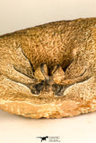 30740 - Partial Prepared 2.72 Inch Dicranurus monstrosus Lower Devonian Trilobite