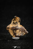 05000 - Agoudal Imilchil Iron IIAB Meteorite <1g Collector Grade