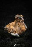 05000 - Agoudal Imilchil Iron IIAB Meteorite <1g Collector Grade