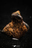 05000 - Agoudal Imilchil Iron IIAB Meteorite <1g Collector Grade