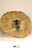 30741 - Partial Prepared 2.94 Inch Dicranurus monstrosus Lower Devonian Trilobite