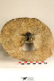 30741 - Partial Prepared 2.94 Inch Dicranurus monstrosus Lower Devonian Trilobite
