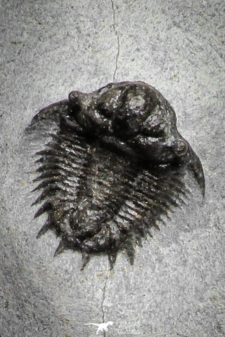 22037 - Top Rare Lichid Trilobite 0.63 Inch Acanthopyge (Lobopyge) bassei Lower Devonian