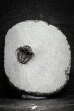 22037 - Top Rare Lichid Trilobite 0.63 Inch Acanthopyge (Lobopyge) bassei Lower Devonian