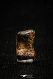 05001 - Agoudal Imilchil Iron IIAB Meteorite <1g Collector Grade