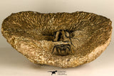 30741 - Partial Prepared 2.94 Inch Dicranurus monstrosus Lower Devonian Trilobite