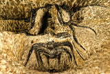 30741 - Partial Prepared 2.94 Inch Dicranurus monstrosus Lower Devonian Trilobite