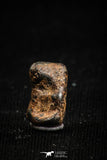 05001 - Agoudal Imilchil Iron IIAB Meteorite <1g Collector Grade