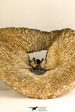 30741 - Partial Prepared 2.94 Inch Dicranurus monstrosus Lower Devonian Trilobite