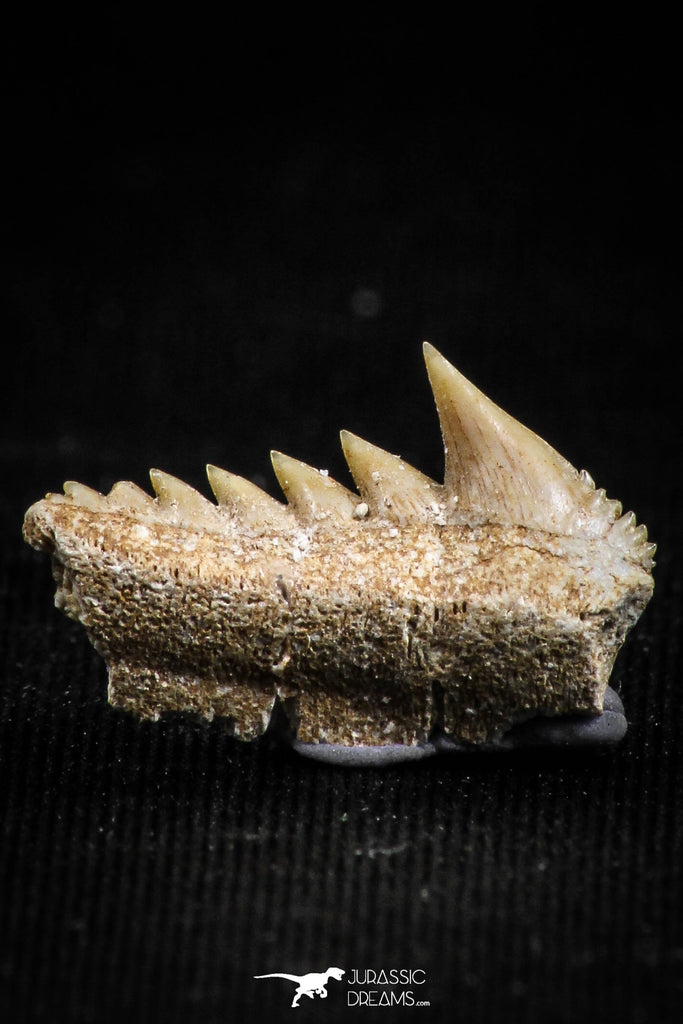 05002 - Beautiful Well Preserved 0.66 Inch Hexanchus microdon Shark Tooth