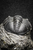 22038 - Well Prepared 2.47 Inch Morocconites malladoides Middle Devonian